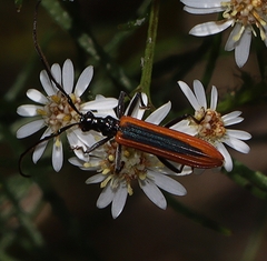 Stenoderus suturalis