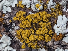 Candelariella rosulans