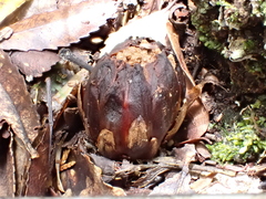 Dactylanthus taylorii