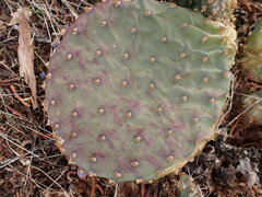 Opuntia aurea