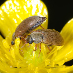 Byturus tomentosus