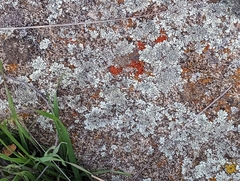 Candelariella rosulans