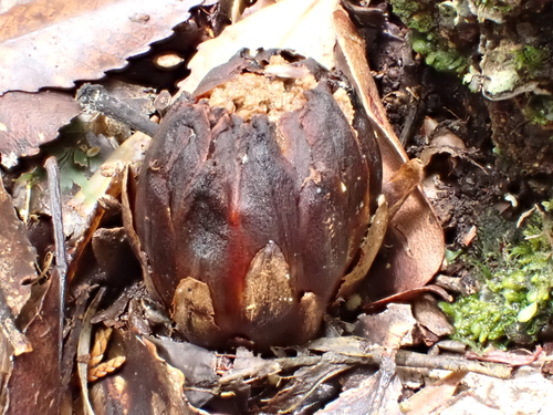 Image of Dactylanthus taylorii by (c) Emily Roberts, some rights reserved (CC BY)