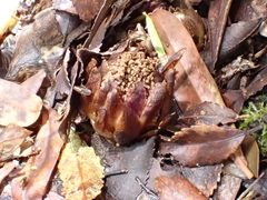 Dactylanthus taylorii