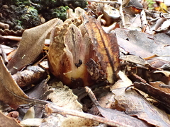 Dactylanthus taylorii