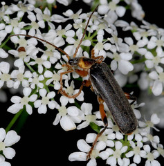 Cantharis nigricans