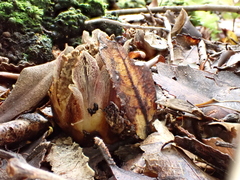 Dactylanthus taylorii