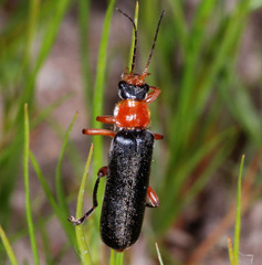 Cantharis pellucida
