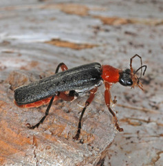 Cantharis pellucida