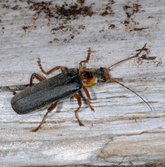 Cantharis nigricans