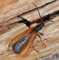 Denticollis linearis