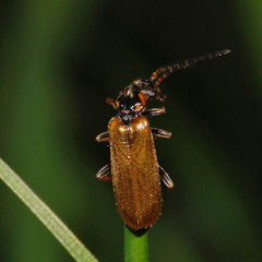 Rhagonycha
