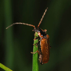 Rhagonycha