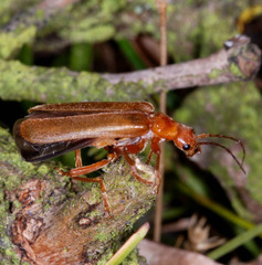 Cantharis