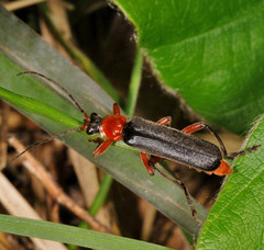 Cantharis pellucida