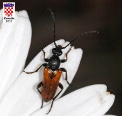 Pseudovadonia livida