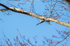 Aegithalos caudatus trivirgatus
