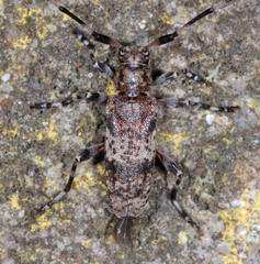 Acanthocinus griseus