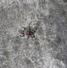 Acanthocinus griseus