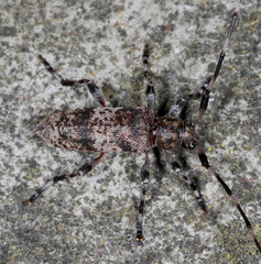 Acanthocinus griseus