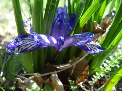 Iris ruthenica