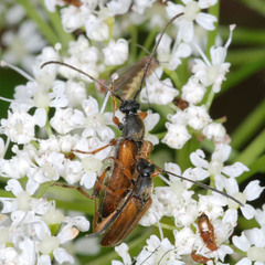 Alosterna tabacicolor