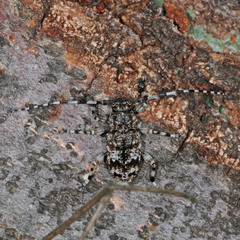 Aegomorphus clavipes