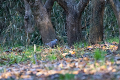 Streptopelia orientalis orientalis
