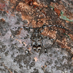 Aegomorphus clavipes