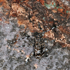 Aegomorphus clavipes