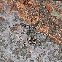 Aegomorphus clavipes