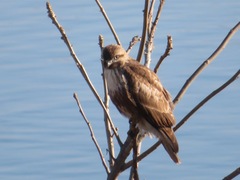 Buteo japonicus