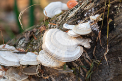 Trametes orientalis