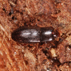 Cerylon histeroides