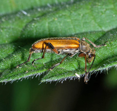 Cortodera humeralis