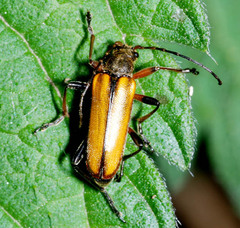 Cortodera humeralis