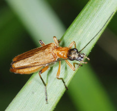 Oedemera podagrariae