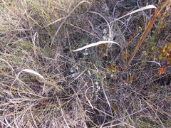 Symphyotrichum depauperatum
