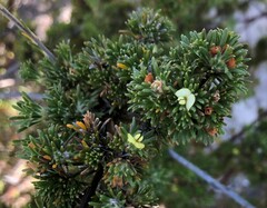 Phyllota pleurandroides