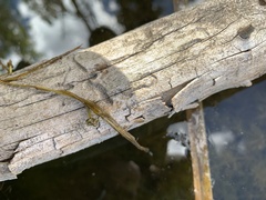 Potamogeton foliosus