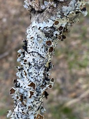 Parmotrema submarginale