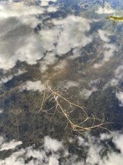 Potamogeton foliosus