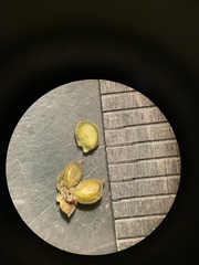 Potamogeton foliosus