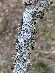 Parmotrema submarginale