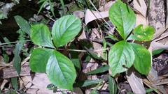 Chloranthus oldhamii