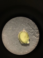 Potamogeton foliosus