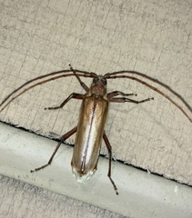 Ochrocydus huttoni