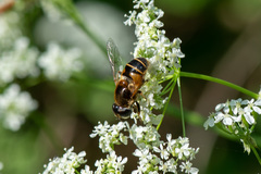Eristalis horticola