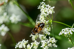 Eristalis horticola