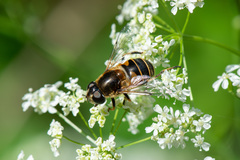 Eristalis horticola